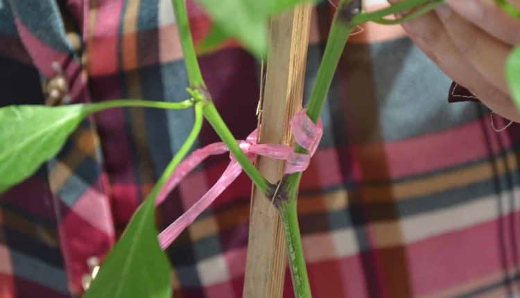 Selepas membuat sistem sokongan pokok cili