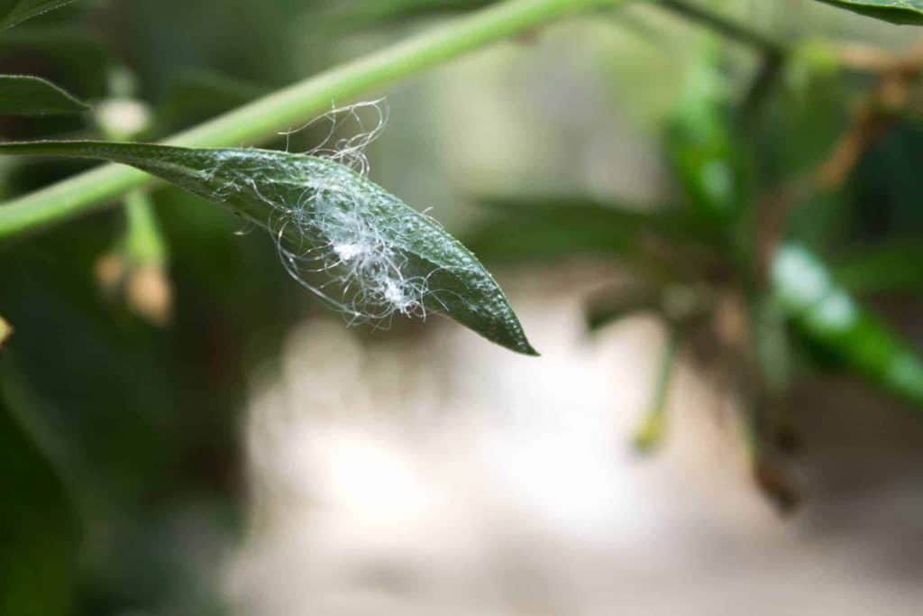Kutu Putih Bawah Daun