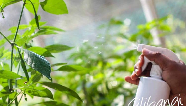 Semburan Atas Dan Bawah Daun Semburan Atas Dan Bawah Daun