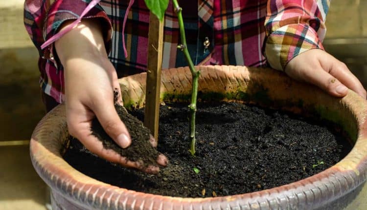 Jenis Baja Pokok Cili 20