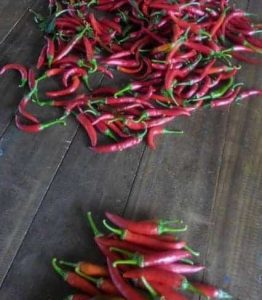 Cilibangi di Kampung Tandop Besar