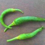 Cili diserang lalat buah