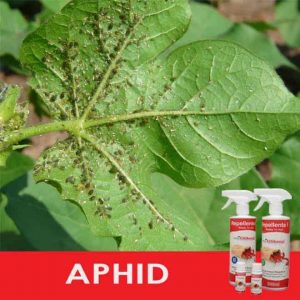 Afid kelihatan di sekitar urat daun.