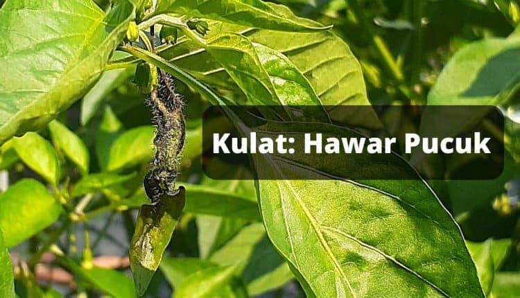 kulat hawar pucuk