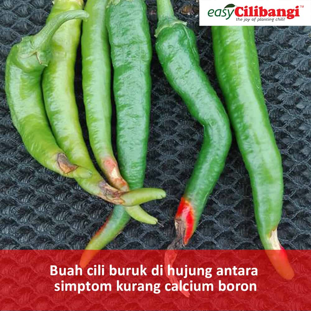 BER tanda cili kurang kalsium