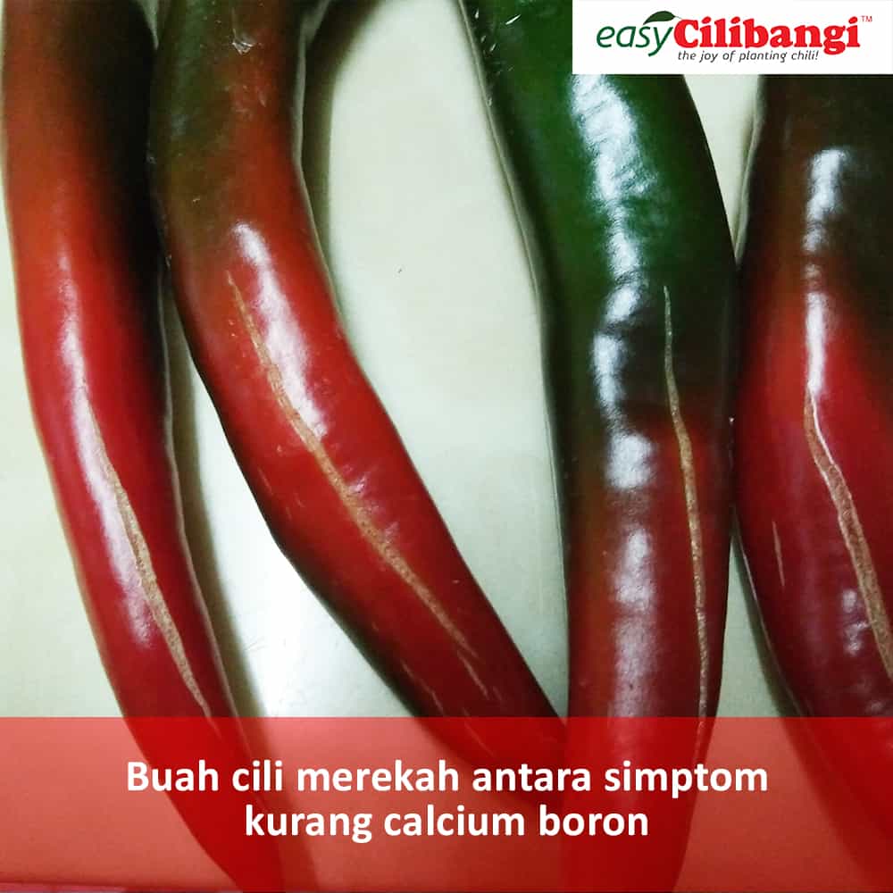 buah cili merekah tanda kurang kalsium