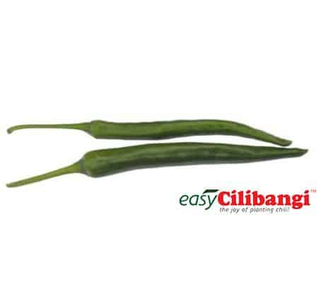 Indeks Kematangan 1 (Tidak Matang)