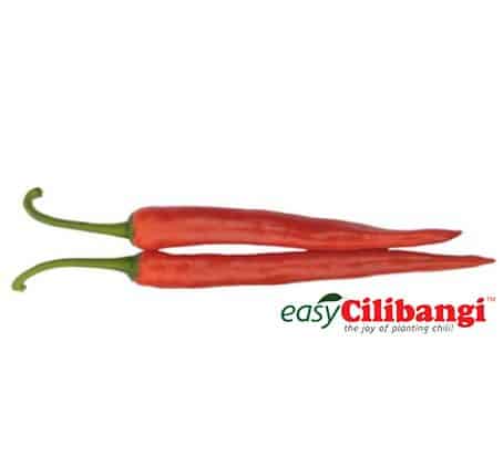 Indeks Kematangan Cili 5 (Cukup Matang)
