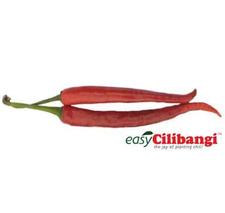 Indeks Kematangan Cili 6 (Amat Matang)